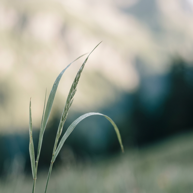 Emerging Markets Risiko: Chancen und Gefahren